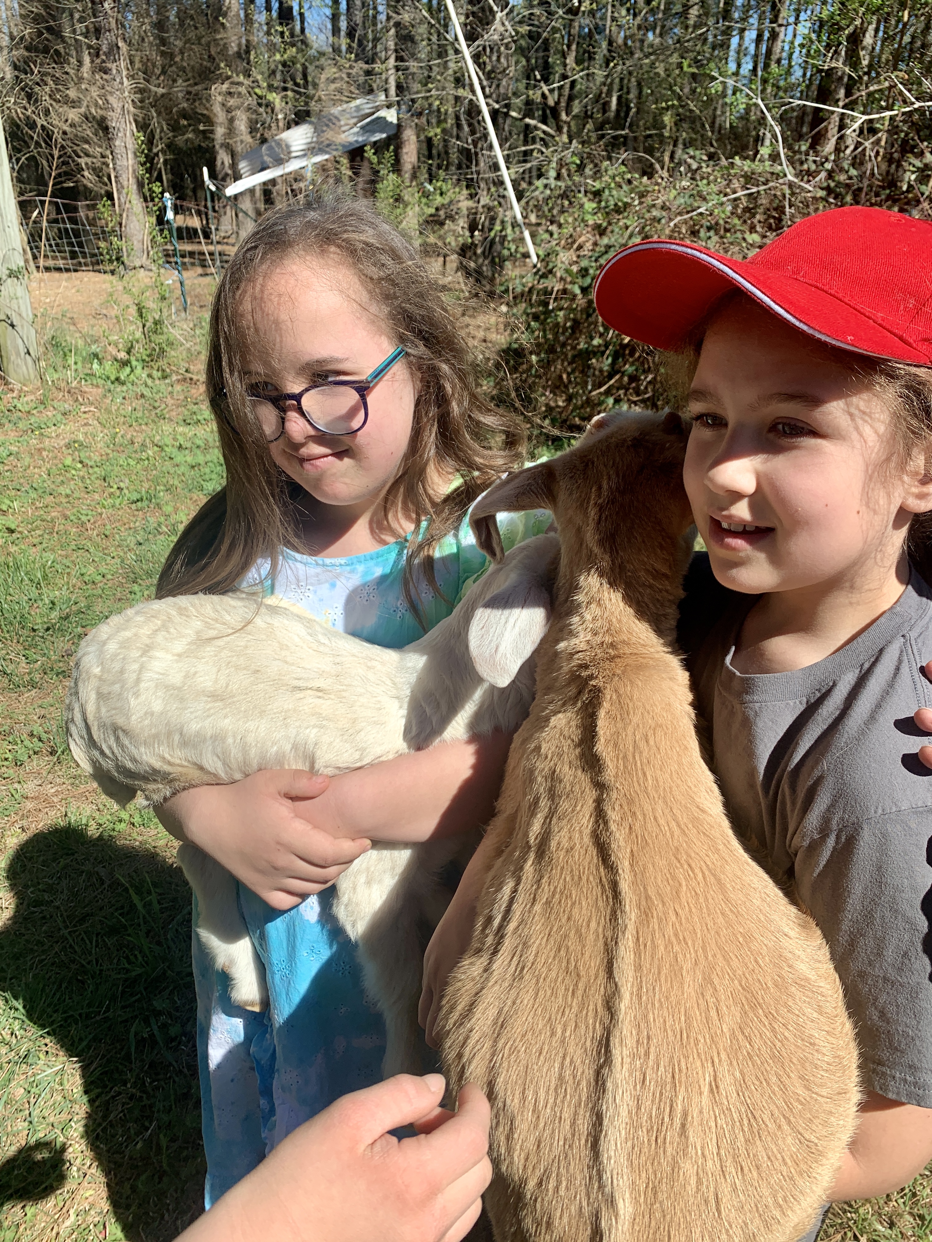 Baby Goats